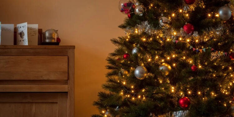 Bradul de Crăciun nu e comestibil! Avertismentul autorităților din Belgia privind consumul acestuia