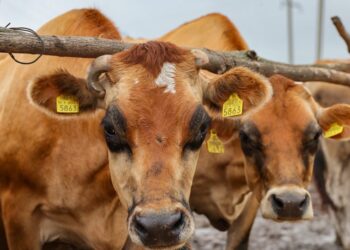 Un cetățean libanez a fost condamnat la închisoare pentru implicarea într-o schemă fictivă de cumpărare a bovinelor din Moldova