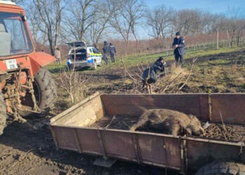 Braconaj în raionul Dondușeni: Un grup a vânat un mistreț fără autorizație