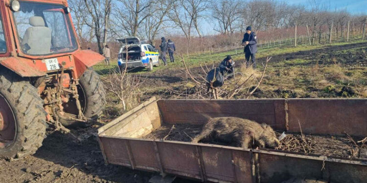 Braconaj în raionul Dondușeni: Un grup a vânat un mistreț fără autorizație