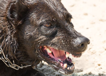 Молдова закупила вакцины против бешенства