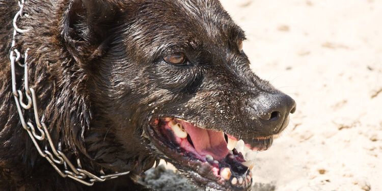 Молдова закупила вакцины против бешенства