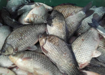 ANSA și Inspectoratul pentru Protecția Mediului intensifică controalele în piețele din Chișinău