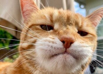 В Риме кот залез в самолёт Ryanair и задержал вылет на два дня