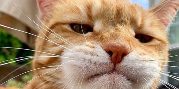 В Риме кот залез в самолёт Ryanair и задержал вылет на два дня