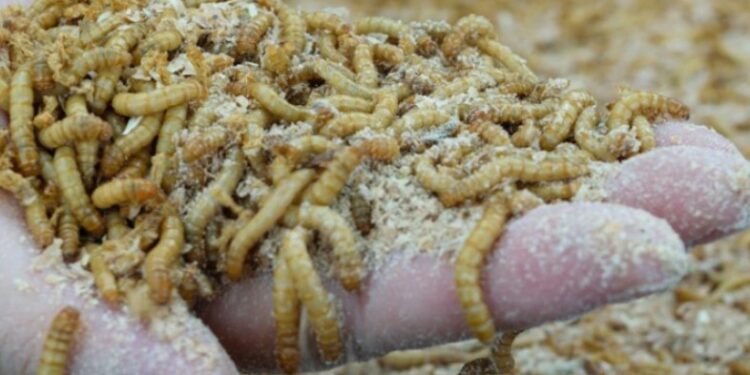 В Европе вступило в силу разрешение добавлять в хлеб порошок из личинок