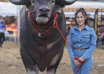 Водяной буйвол Кинг-Конг установил мировой рекорд