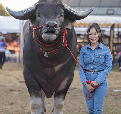 Водяной буйвол Кинг-Конг установил мировой рекорд