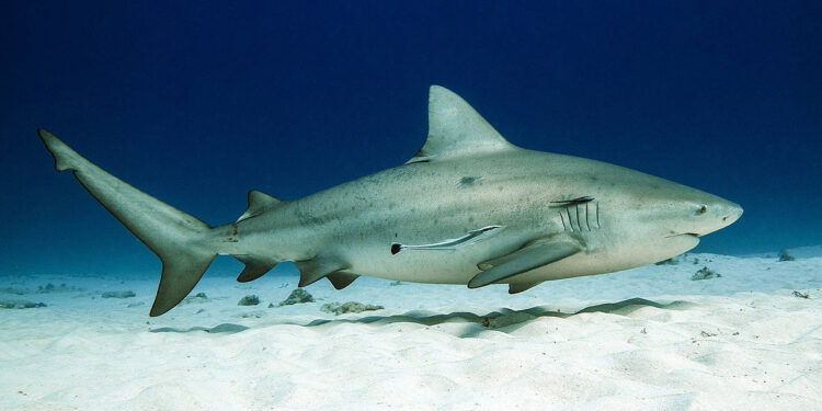 На Карибах акула откусила руки пытавшейся сделать селфи туристке