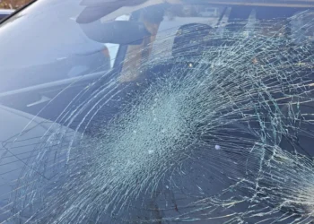 Peștii și alte animale mici, un pericol neobișnuit pentru mașini