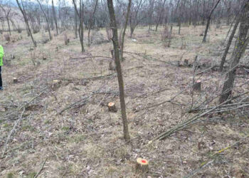 Autoritățile din Dondușeni prind infractori în flagrant: Tăieri ilegale de lemn