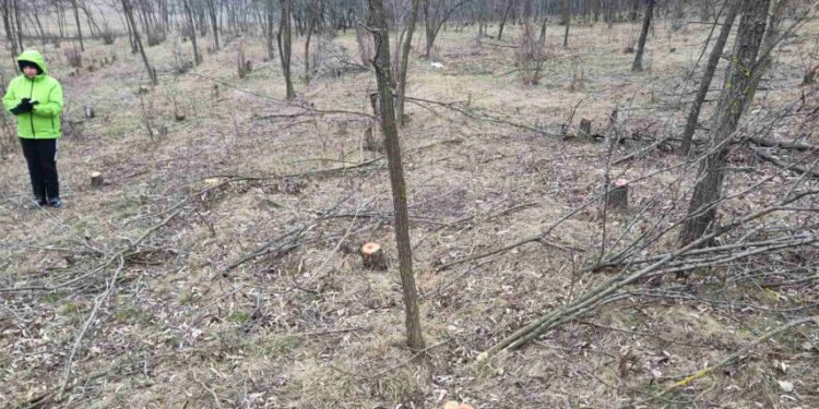 Autoritățile din Dondușeni prind infractori în flagrant: Tăieri ilegale de lemn