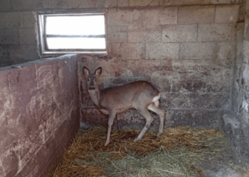 O căprioară rănită a fost salvata și revenită în habitatul său natural