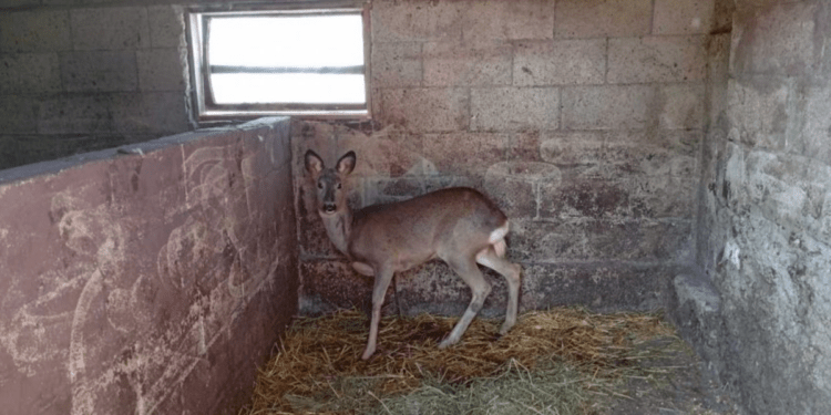 O căprioară rănită a fost salvata și revenită în habitatul său natural