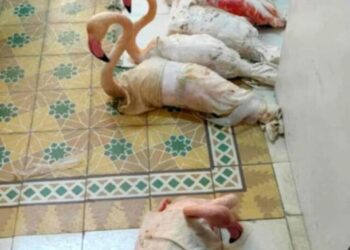 Tentativă de contrabandă cu flamingi roz dejucată la granița Tunisiei