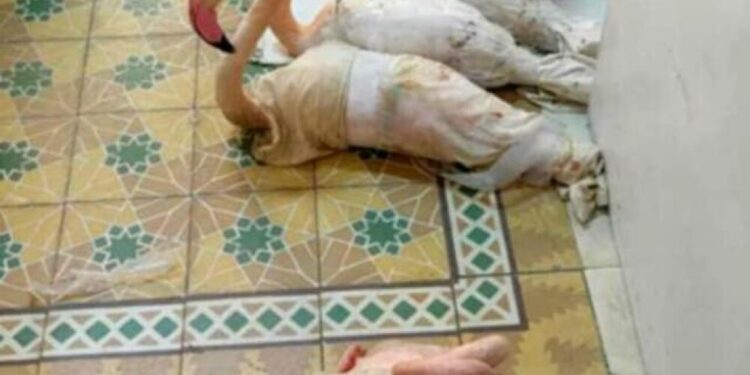 Tentativă de contrabandă cu flamingi roz dejucată la granița Tunisiei