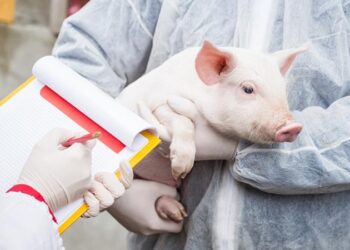 Pesta porcină africană: Nouă focare în Moldova în perioada 10-19 februarie 2025