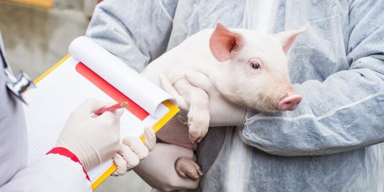 Pesta porcină africană: Nouă focare în Moldova în perioada 10-19 februarie 2025