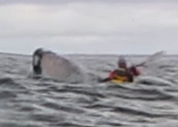 Incident șocant: O balenă cu cocoașă aproape l-a înghițit pe un tânăr din Chile