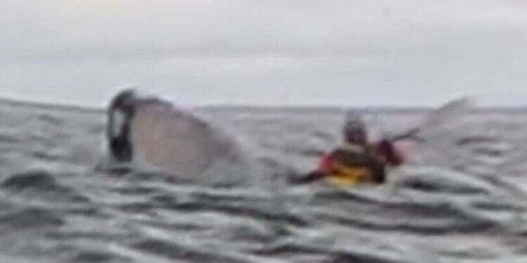 Incident șocant: O balenă cu cocoașă aproape l-a înghițit pe un tânăr din Chile