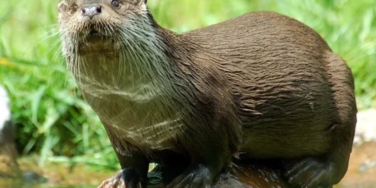 Specie rară în pericol – Vidra din Kîrgîzstan, aproape dispărută