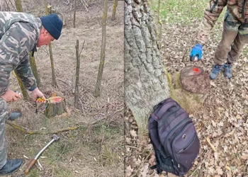Tăieri ilegale masive de arbori descoperite în nordul Moldovei