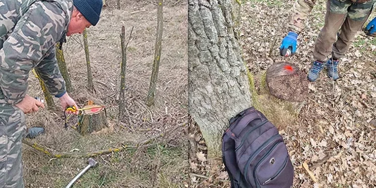 Tăieri ilegale masive de arbori descoperite în nordul Moldovei