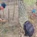 Tăieri ilegale masive de arbori descoperite în nordul Moldovei