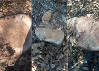 Tăiere ilegală de arbori în Călărași: Un bărbat amendat pentru fapte ilegale