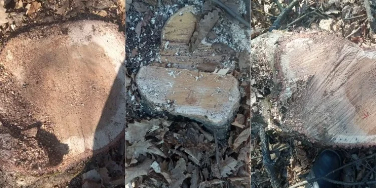 Tăiere ilegală de arbori în Călărași: Un bărbat amendat pentru fapte ilegale