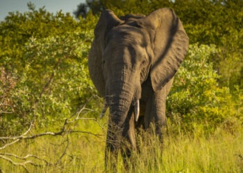 Un turist german a fost ucis de un elefant în India. „Nu a înţeles avertismentele celorlalți călători”
