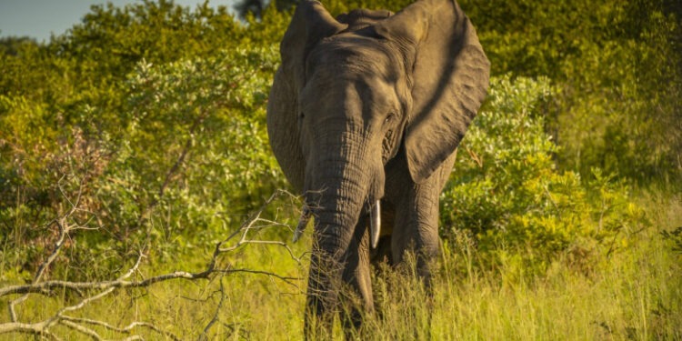 Un turist german a fost ucis de un elefant în India. „Nu a înţeles avertismentele celorlalți călători”