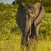 Un turist german a fost ucis de un elefant în India. „Nu a înţeles avertismentele celorlalți călători”