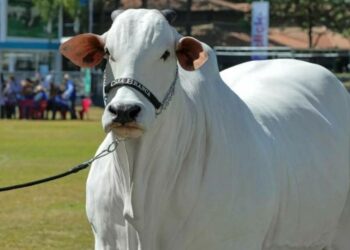 Record mondial: Viatina-19, vândută pentru 4,8 milioane de dolari