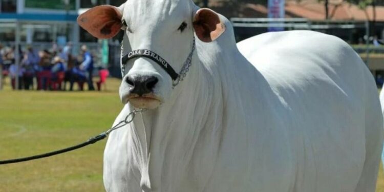 Record mondial: Viatina-19, vândută pentru 4,8 milioane de dolari