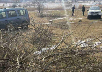Sancțiuni pentru tăierea ilegală a arborilor în fâșiile forestiere din Bilicenii Vechi