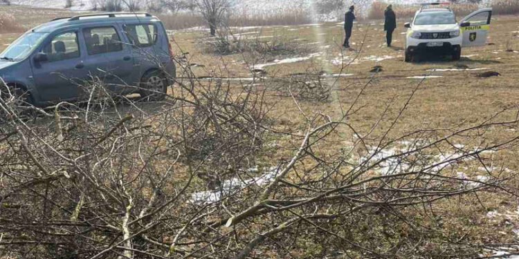Sancțiuni pentru tăierea ilegală a arborilor în fâșiile forestiere din Bilicenii Vechi