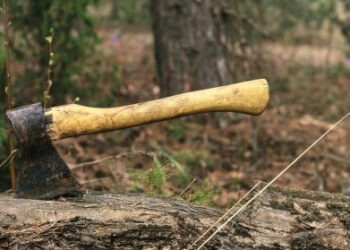 Furt de masă lemnoasă: Trei angajați silvici trimiși în judecată