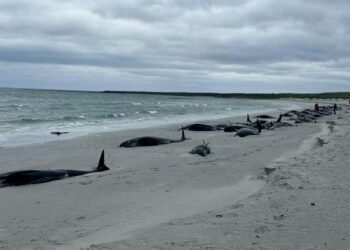 Tragedie în Australia: 150 de balene au eşuat pe o plajă izolată