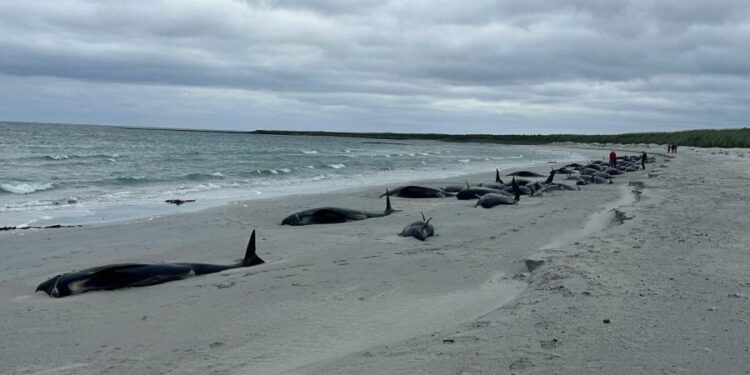 Tragedie în Australia: 150 de balene au eşuat pe o plajă izolată