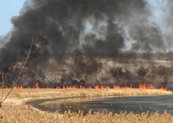 Foc mare de vegetație pe malul lacului lângă Vatra: Intervenție a echipelor de salvatori