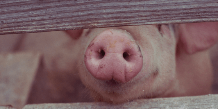 В коммуне Резены Яловенского района подтверждена вспышка африканской чумы свиней