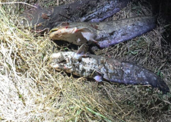 Doi pescari ilegali prinsi pe râul Prut, sancționați cu amenzi și despăgubiri