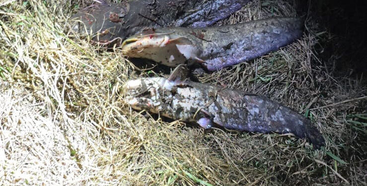 Doi pescari ilegali prinsi pe râul Prut, sancționați cu amenzi și despăgubiri