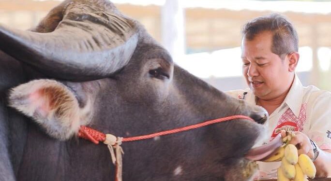 Cel mai înalt bivol din lume: Povestea lui King Kong