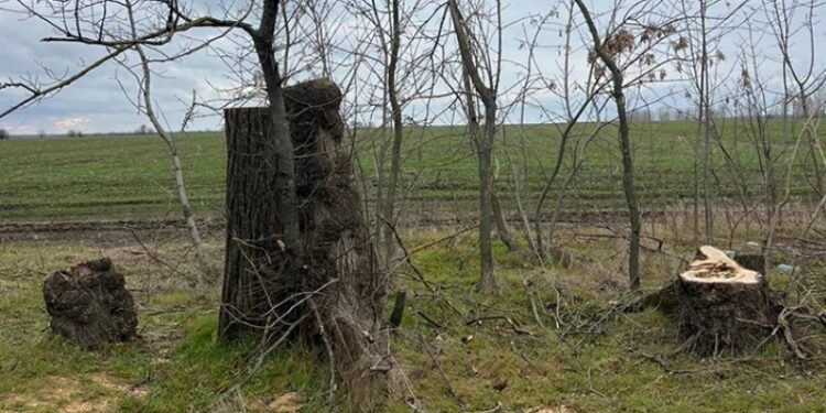 Defrișări suspecte în Gura Bîcului: „EcoDava” cere măsuri urgente pentru protejarea pădurilor