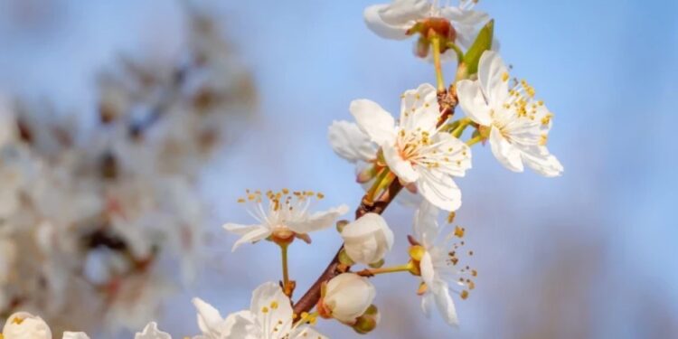 Без осадков и с переменной облачностью: Какой будет погода 20 марта