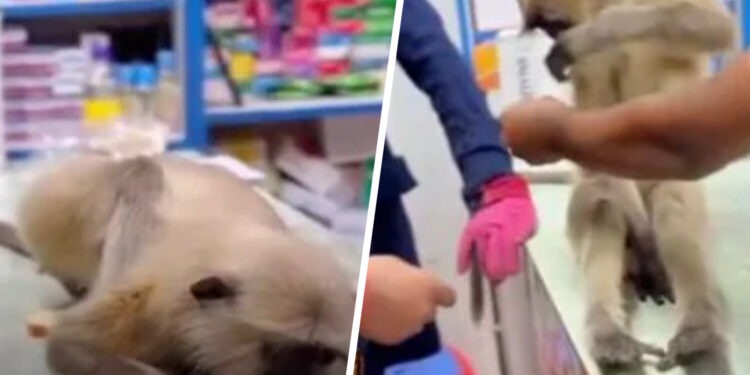 Раненый лангур сам пришел в аптеку за медицинской помощью