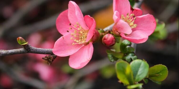 Облачно и небольшие дожди: Какой будет погода 25 марта