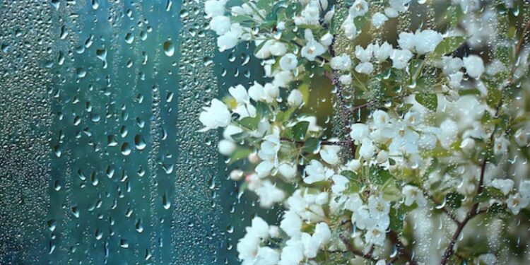 Пасмурная погода сегодня: какую температуру обещают синоптики